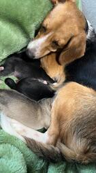 이누🐕