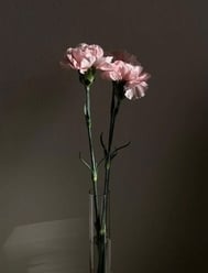 감사(ㅅ´꒳` )🌸