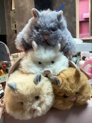 친구들 🐹