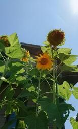 🌻