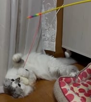 내 붐🐈
