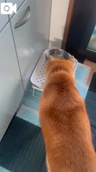 🐱 가츠가츠 🐕
