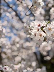 하나미 🌸