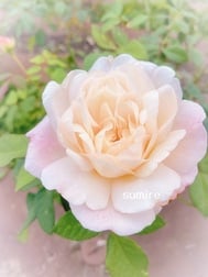 연락