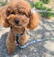 🐶 아침 걸음 🐾 다녀왔다