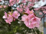 일찍 만나러 와! ! 🌸