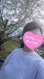 벚꽃과 조랑말 꼬리와 슈슈