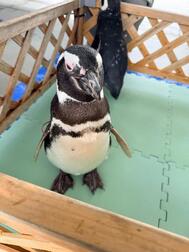 펭귄 🐧