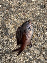 🎣🎣🎣🎣🎣🎣
