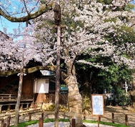 오늘 "벚꽃의 날"🌸