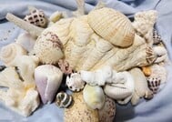 올해도 같은 지역