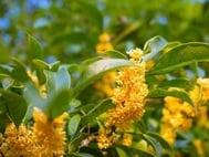 에나