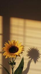감사합니다🌻