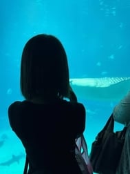 🪼🐬🐟🦭🐠