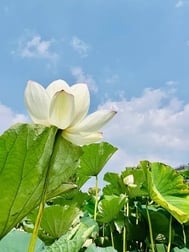 마이즈루 공원